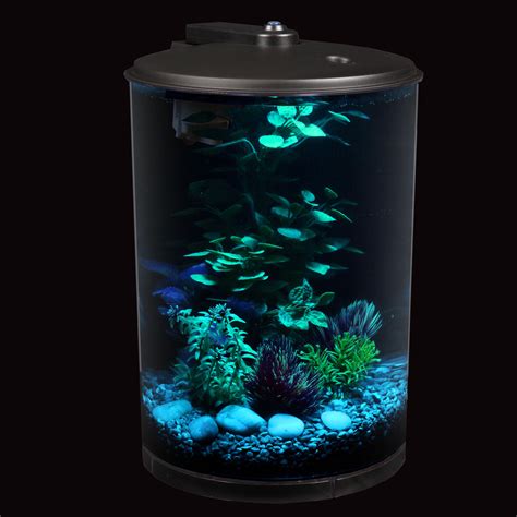 3 gal fish tank|fish for 3 gallon tanks.